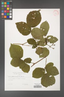 Rubus fabrimontanus [KOR 29408]