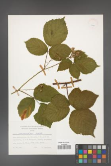 Rubus fabrimontanus [KOR 24915]
