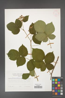 Rubus fabrimontanus [KOR 25425]