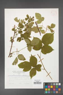 Rubus fabrimontanus [KOR 25427]