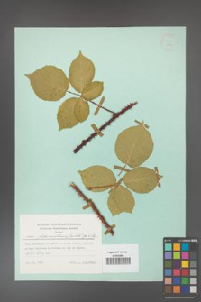 Rubus fabrimontanus [KOR 23894]