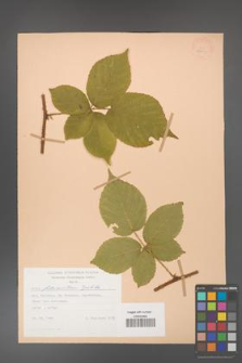 Rubus fabrimontanus [KOR 28001]