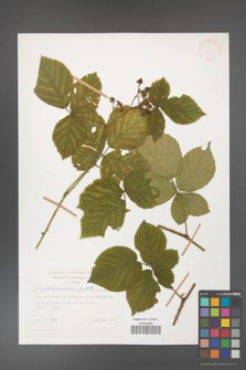 Rubus fabrimontanus [KOR 27005]