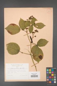 Rubus fabrimontanus [KOR 27998]