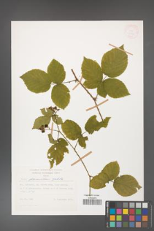 Rubus fabrimontanus [KOR 27999]