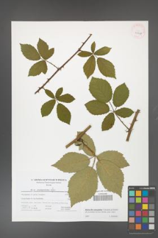 Rubus flos-amygdalae [KOR 41648]