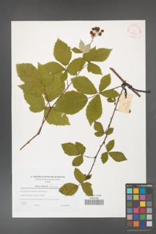 Rubus flos-amygdalae [KOR 38956]