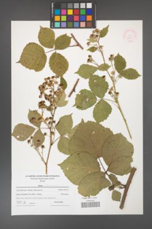 Rubus franconicus [KOR 52652]