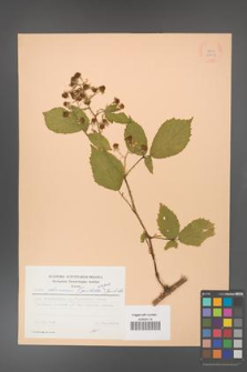 Rubus gliviciensis [KOR 22999]