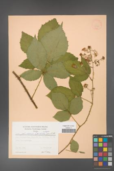 Rubus gliviciensis [KOR 22998]
