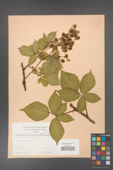 Rubus gliviciensis [KOR 22998a]