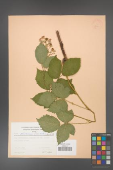 Rubus gliviciensis [KOR 23000]