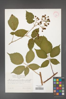 Rubus gliviciensis [KOR 31557a]