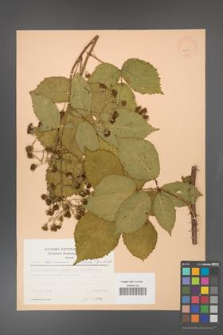 Rubus gliviciensis [KOR 22995]