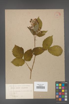 Rubus gliviciensis [KOR 455]