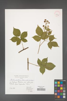 Rubus gothicus [KOR 39999]