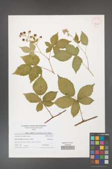 Rubus gothicus [KOR 40691]