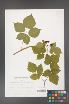 Rubus gothicus [KOR 32431]