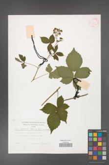 Rubus gothicus [KOR 31958]
