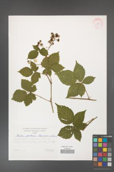 Rubus gothicus [KOR 29398]
