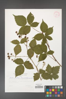 Rubus gothicus [KOR 29393]