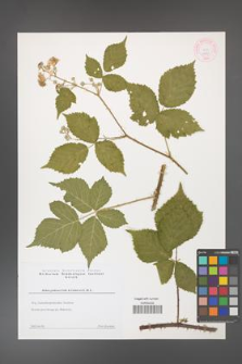 Rubus gothicus [KOR 44352]