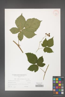 Rubus gothicus [KOR 40588]