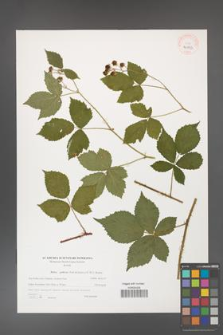 Rubus gothicus [KOR 40593]