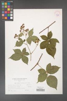 Rubus gothicus [KOR 45953]