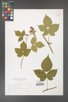 Rubus gothicus [KOR 45956]