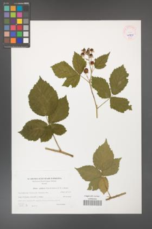 Rubus gothicus [KOR 45957]