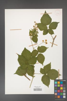 Rubus gothicus [KOR 31982]
