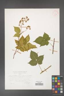 Rubus gothicus [KOR 31556]