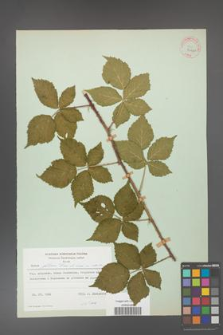 Rubus gothicus [KOR 31961]