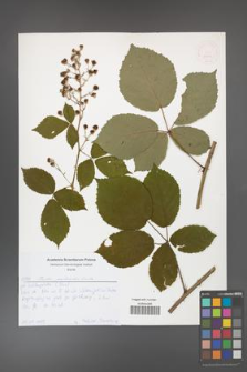 Rubus grabowskii [KOR 52641]