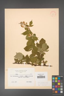 Rubus grabowskii [KOR 8355]
