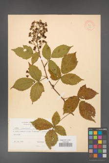 Rubus grabowskii [KOR 8688]