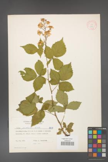 Rubus grabowskii [KOR 8877]