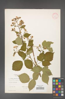 Rubus grabowskii [KOR 8879]