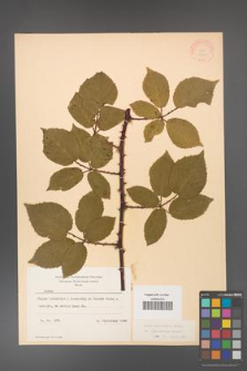 Rubus grabowskii [KOR 11090]