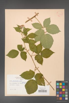 Rubus grabowskii [KOR 22560]