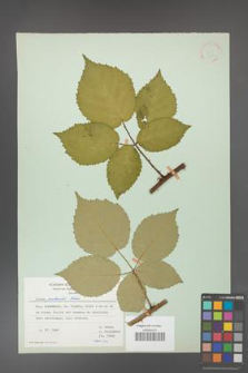 Rubus grabowskii [KOR 22559]