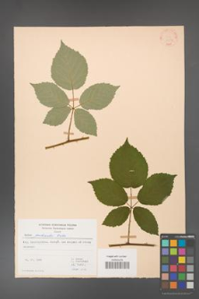 Rubus grabowskii [KOR 22557]