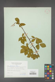 Rubus grabowskii [KOR 22558]