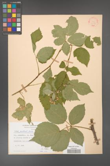 Rubus grabowskii [KOR 22556]