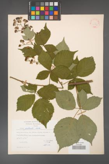 Rubus grabowskii [KOR 22564]