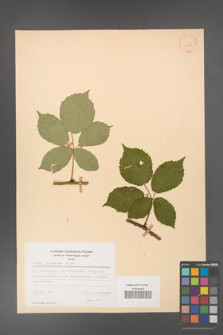 Rubus grabowskii [KOR 22566]