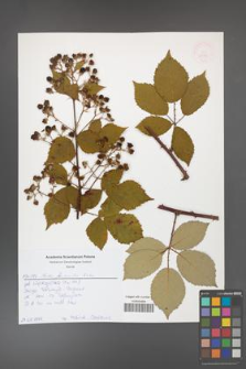 Rubus grabowskii [KOR 52558]