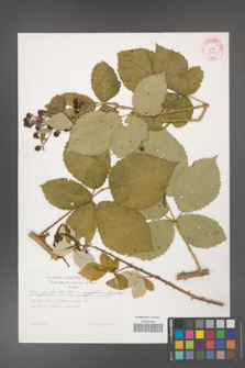 Rubus grabowskii [KOR 29271]