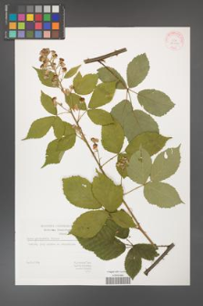 Rubus grabowskii [KOR 29406]